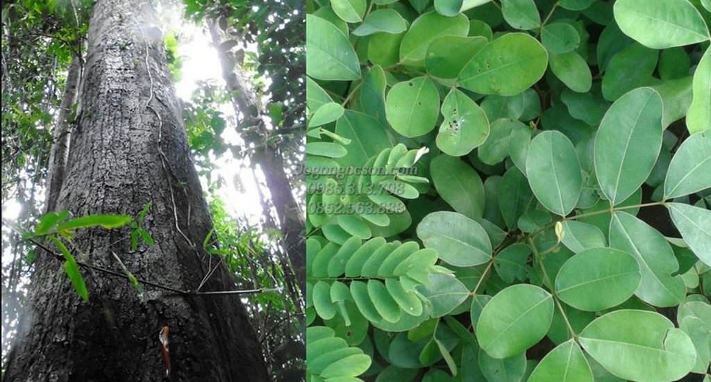 đặc điểm nhận dạng gỗ gụ